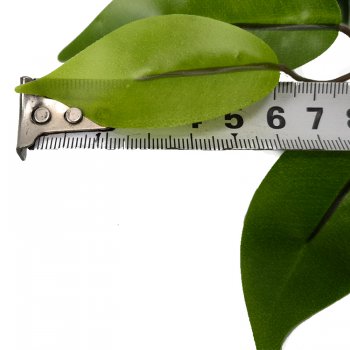 防曬榕樹(shù)葉 防曬榕樹(shù)葉